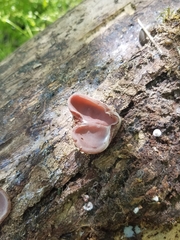 Auricularia