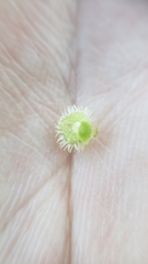 Plagiobothrys greenei