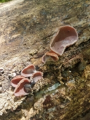 Auricularia