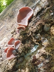 Auricularia