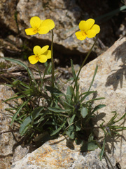 Viola langeana