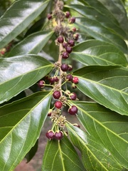Piparea dentata
