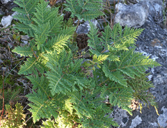 Cheilanthes leucopoda
