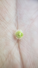 Plagiobothrys greenei