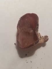 Auricularia