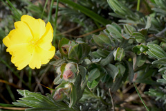 Cistus lasianthus alyssoides