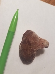 Auricularia