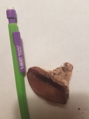 Auricularia