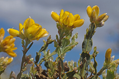 Genista tridentata lasiantha