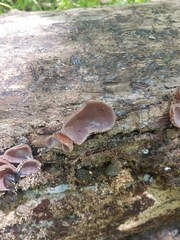Auricularia