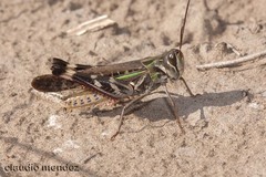 Rhammatocerus pictus