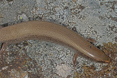 Chalcides bedriagai