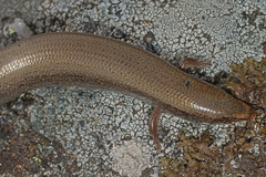 Chalcides bedriagai