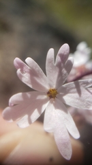 Lithophragma parviflorum parviflorum