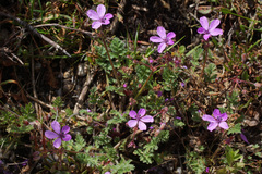 Erodium maculatum