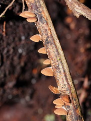 Deconica horizontalis