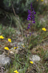 Linaria elegans