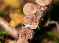 Deconica horizontalis