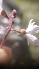 Lithophragma parviflorum parviflorum