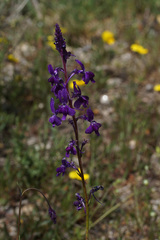 Linaria elegans
