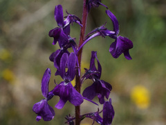 Linaria elegans