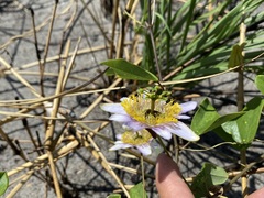 Passiflora bicornis