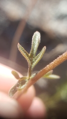Lithophragma parviflorum parviflorum