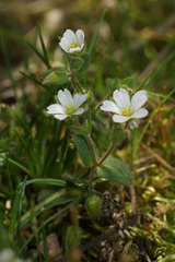 Cerastium ramosissimum