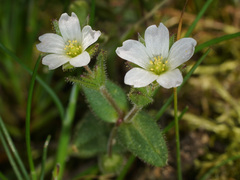 Cerastium ramosissimum