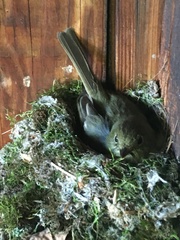 Empidonax occidentalis