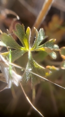 Lithophragma parviflorum parviflorum