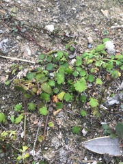 Leptinella dioica dioica