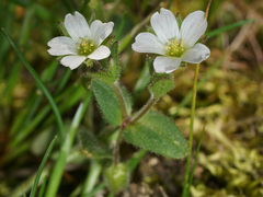Cerastium ramosissimum