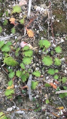 Leptinella dioica dioica