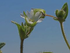 Cerastium ramosissimum