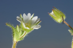 Cerastium ramosissimum