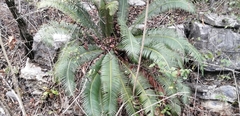 Dioon