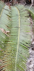 Dioon