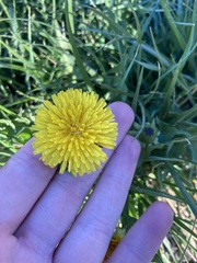 Taraxacum officinale