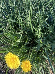 Taraxacum officinale