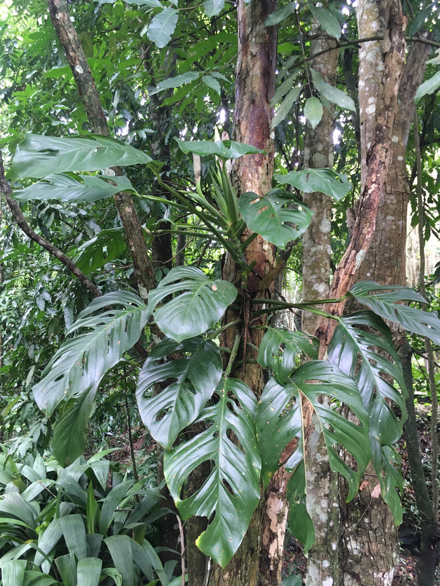 monstera wasserpflanze Monstera im Kugelglas mit LED-Beleuchtung - Hydroponik - Monstera