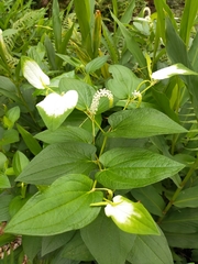 Saururus chinensis