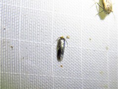 Stigmella resplendensella