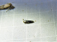 Stigmella resplendensella