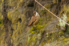 Cinclodes albidiventris