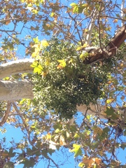 Phoradendron macrophyllum