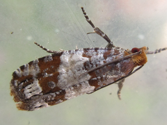 Retinia cristata