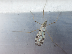 Erioptera asiatica