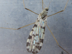 Erioptera asiatica