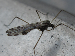 Erioptera asiatica